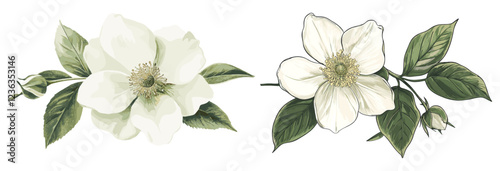 Vintage botanical illustration of a Christmas rose flower, showcasing festive white and green tones, adding a touch of holiday beauty and charm.