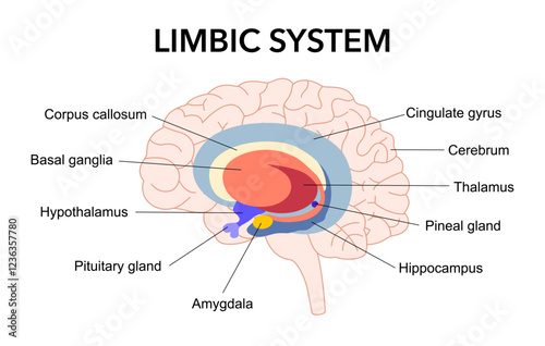 Limbic system. Cross section of the human brain. Anatomical components of limbic system pituitary gland, amygdala, hippocampus, thalamus, cingulate gyrus, corpus callosum, hypothalamus