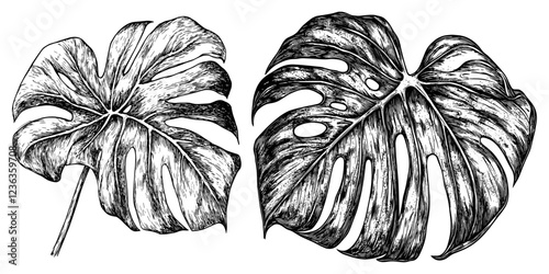 Vintage Ink Drawing of Monstera Leaf with Delicate Line Work, Botanical Art for Interior Decoration, Adding Natural Elegance and Timeless Style to Your Home with Nature-Inspired Artwork