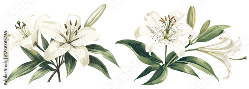 Vintage floral decor with old-world botanical illustration, lily flower in soft white and green tones, detailed leaves and stems