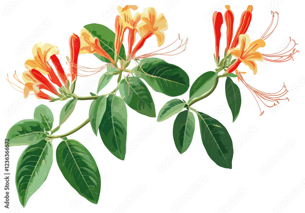 Ταπετσαρία Orange honeysuckle vector illustration, floral design, nature art, bright honeys