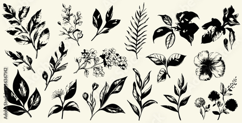 Schilderij op canvas Elegant vintage style botanical collection with hand-drawn plant nature elements