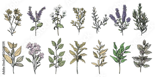 Intricate hand-drawn botanical collection of healing plants, isolated medical herbs with detailed contours to capture nature’s therapeutic essence