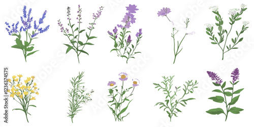 Hand-drawn vector illustration of beautiful wild meadow herbs, herbaceous flowering plants, and blooming flowers, in vibrant colors on a white background.