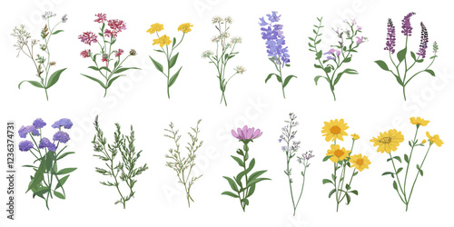 Hand-drawn vector illustration of beautiful wild meadow herbs, herbaceous flowering plants, and blooming flowers, in vibrant colors on a white background.