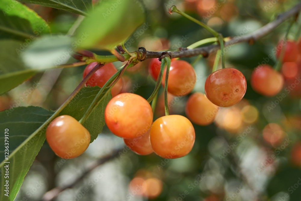 Cherry fruits on a background of blue sky and green leaves. The cherry is ripening in the garden. Cherry fruits on a background of blue sky and green leaves. The cherry is ripening in the garden.