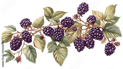 Natural Botanical Illustration of Blackberry Bush in Vintage Style, Emphasizing Green Leaves and Soft Purple Berries