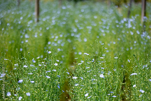 Flax seed plant in the countryside that harvest for linen in textile business and food ingredient in healthy diet supplementary concept