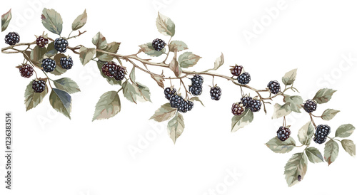 Blackberry vine with ripe blackberries, soft green leaves, vintage botanical illustration, natural tones, antique fruit decor