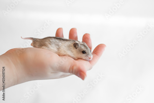 The Chinese striped hamster (Cricetulus barabensis) - pet dwarf hamster