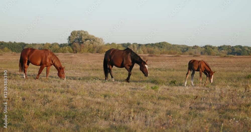 Herd of Horses Grazing on Field Pastures on Countryside. Rural Scene 4K 10-bit