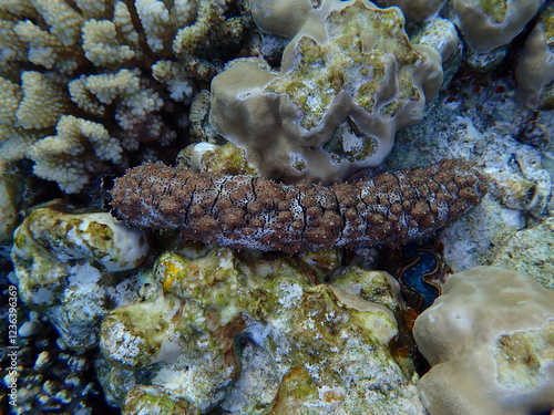 Blackspotted sea cucumber (Pearsonothuria graeffei) undersea, Red Sea, Egypt, Sharm El Sheikh, Montazah Bay photo