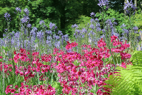 Mealy Primrose and Large Camas flowers, Derbyshire England photo