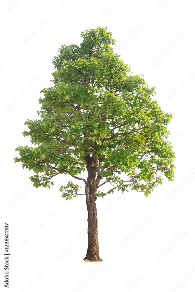 Fototapeta premium Green tree isolated on transparent background with clipping path, single tree with clipping path and alpha channel. are Forest and foliage in summer for both printing and web pages. 