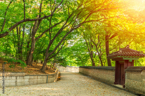 A shady alley lined with green trees in Changdeokgung Palace, Seoul, South Korea. photo