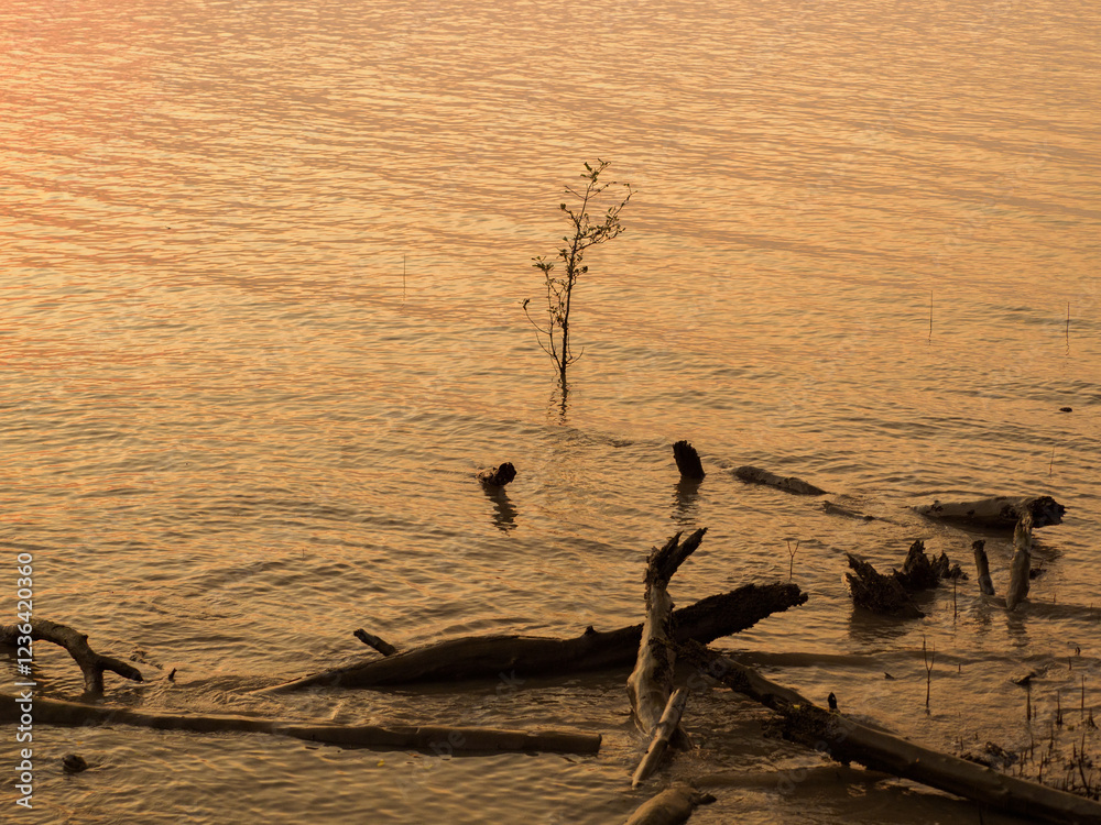 Evening sun casts golden light across the water and the seaside trees. Evening sun casts golden light across the water and the seaside trees.