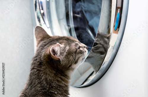 A curious cat peeks into the washing machine