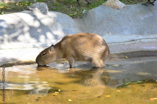 Capybara drinks water from a pond