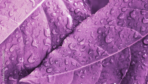 Purple color grading leaf with water drops
