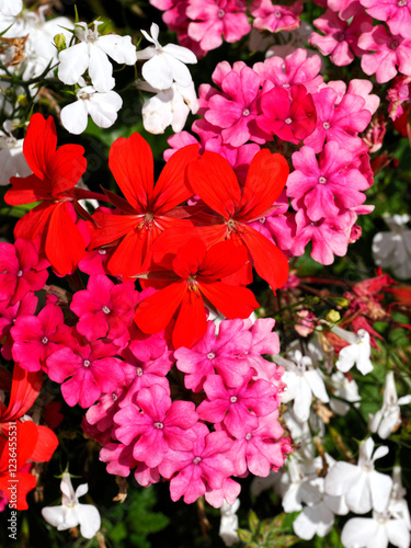 Close-up of red geraniums and pink verbena flowers in a french garden