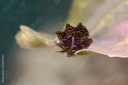 Nudibranch Cyerce nigra. Underwater macro photography from Romblon, Philippines
