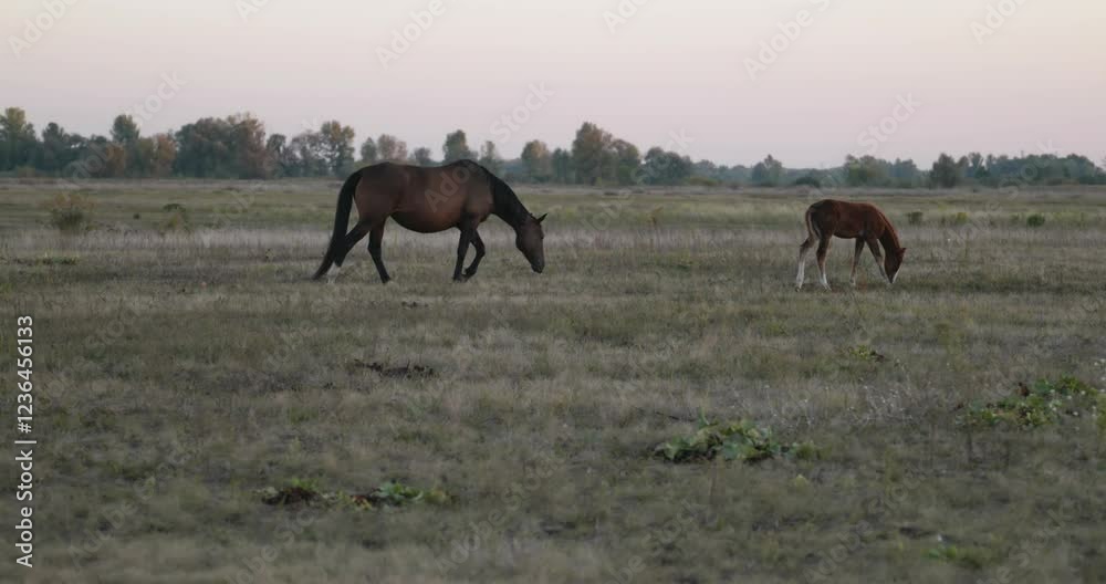 Herd of Horses Grazing on Field Pastures on Countryside. Rural Scene 4K 10-bit Herd of Horses Grazing on Field Pastures on Countryside. Rural Scene 4K 10-bit