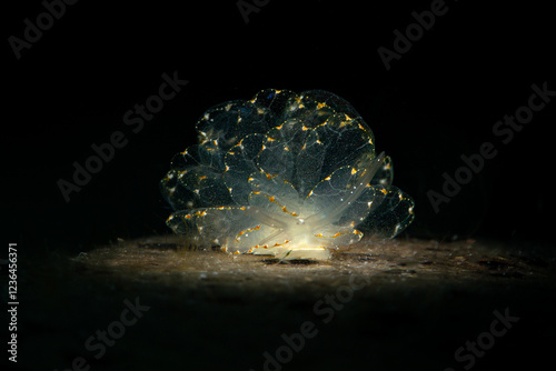 Elegant Butterfly Slug (Cyerce elegans). Underwater macro photography from Romblon, Philippines