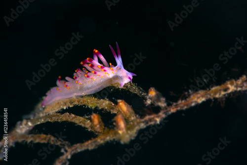 Canvastavla Nudibranch Siboga Trinchesia (Trinchesia sibogae)
