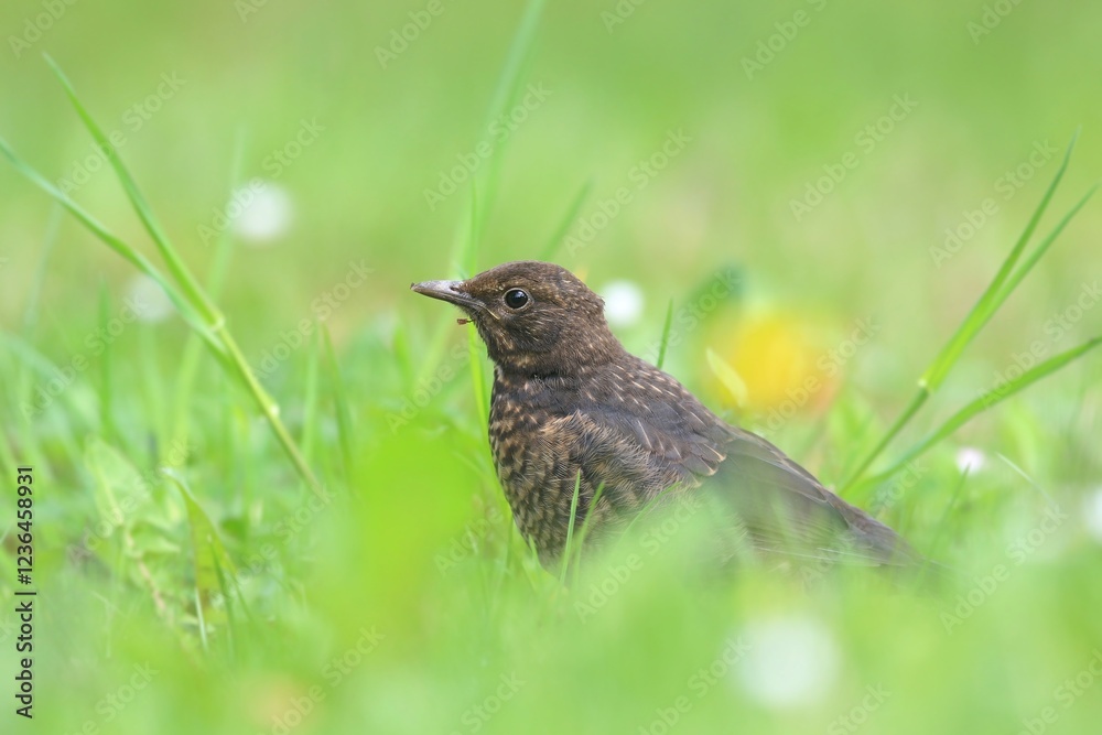 Close up portrait of a young blackbird. Blackbird sitting on the ground. common blackbird in the nature environment. Eurasian blackbird. Czech republic. Turdus merula Close up portrait of a young blackbird. Blackbird sitting on the ground. common blackbird in the nature environment. Eurasian blackbird. Czech republic. Turdus merula