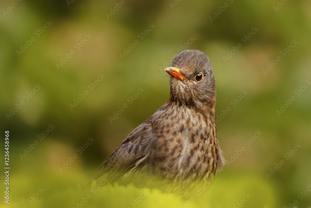 Obraz premium Close up portrait of a female blackbird. Blackbird sitting on the ground. common blackbird in the nature environment. Eurasian blackbird. Czech republic. Turdus merula