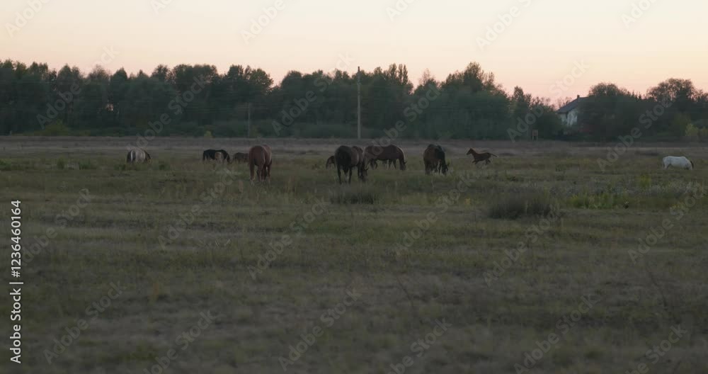 Herd of Horses Grazing on Field Pastures on Countryside. Rural Scene 4K 10-bit Herd of Horses Grazing on Field Pastures on Countryside. Rural Scene 4K 10-bit