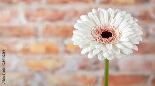  a white gerbera daisy with a stem in front of a brick wall The background is slightly blurred, giving the flower a sense of focus and prominence