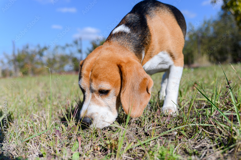 A tricolor beagle with white, brown, and black fur sniffs the grass. A tricolor beagle with white, brown, and black fur sniffs the grass.