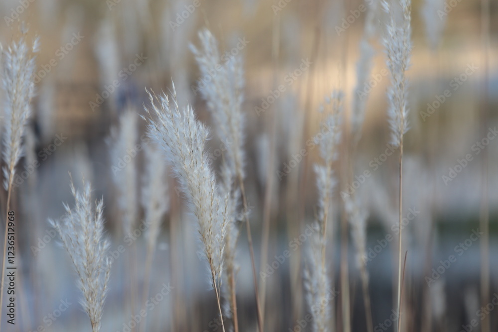 Beige background of grass panicles Beige background of grass panicles
