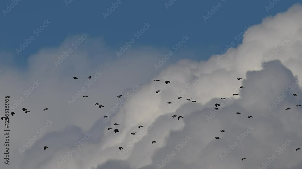 Birds flying in flocks in the cloudy blue sky. Northern Lapwing.