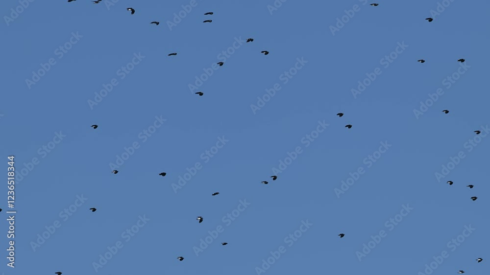 Birds flying in flocks in the cloudy blue sky. Northern Lapwing. Birds flying in flocks in the cloudy blue sky. Northern Lapwing.