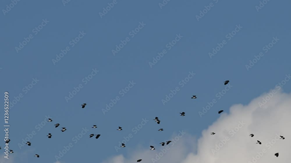 Birds flying in flocks in the cloudy blue sky. Northern Lapwing. Birds flying in flocks in the cloudy blue sky. Northern Lapwing.