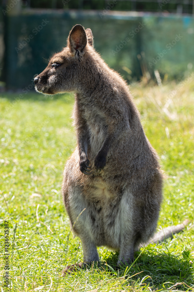 Cute fluffy wallaby in the park. Marsupial mammals. Australia Cute fluffy wallaby in the park. Marsupial mammals. Australia