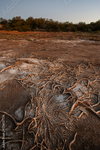 Semi desert environment landcape, La Pampa province, Patagonia, Argentina. photo