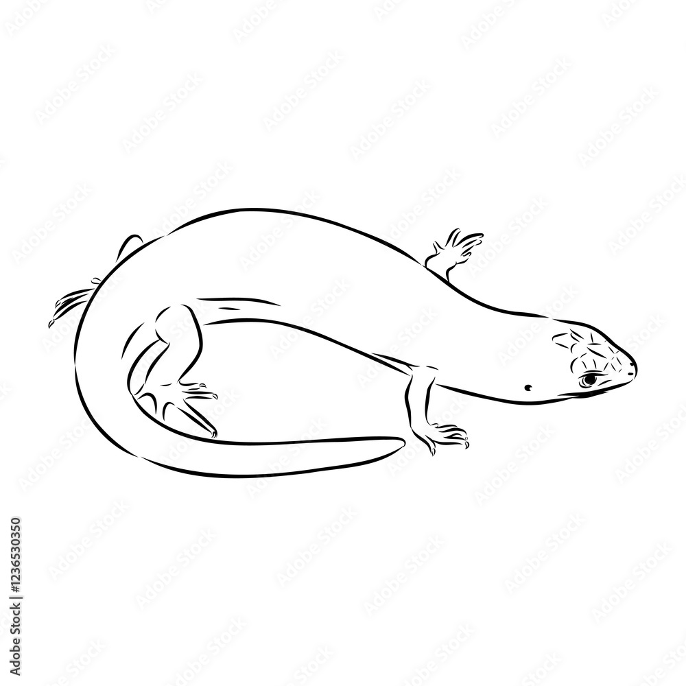 Fototapeta premium Lizard Vector Illustration Line Art Design, Asian mabuya lizard, vector sketch