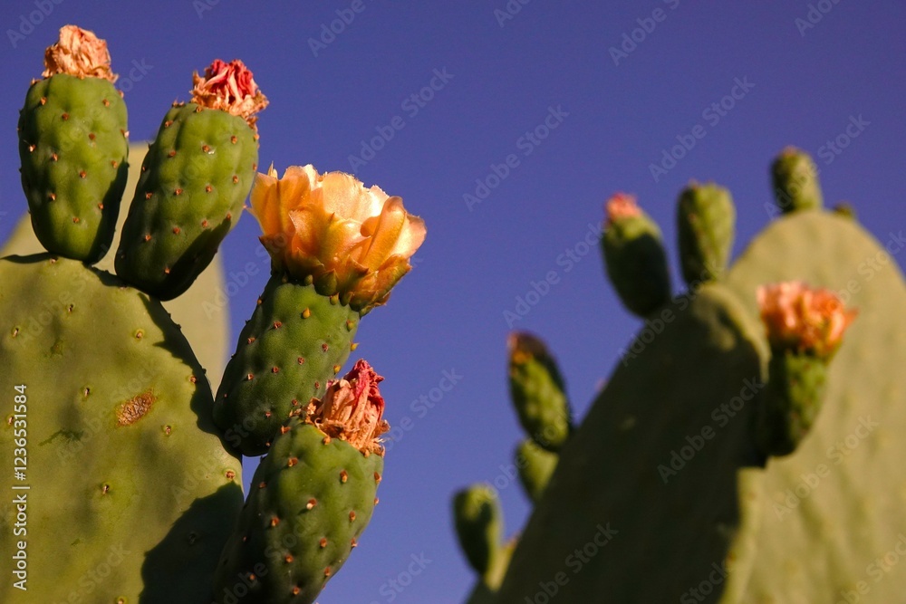 Flowering prickly pear cacti (Opuntia ficus-indica) against blue afternoon sky Flowering prickly pear cacti (Opuntia ficus-indica) against blue afternoon sky