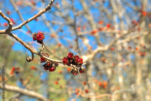 Bright red flowers of the Persian ironwood parrotia persica on a bright sunny day, a harbinger of spring