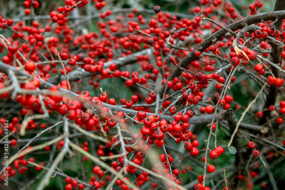 red berries on a bush