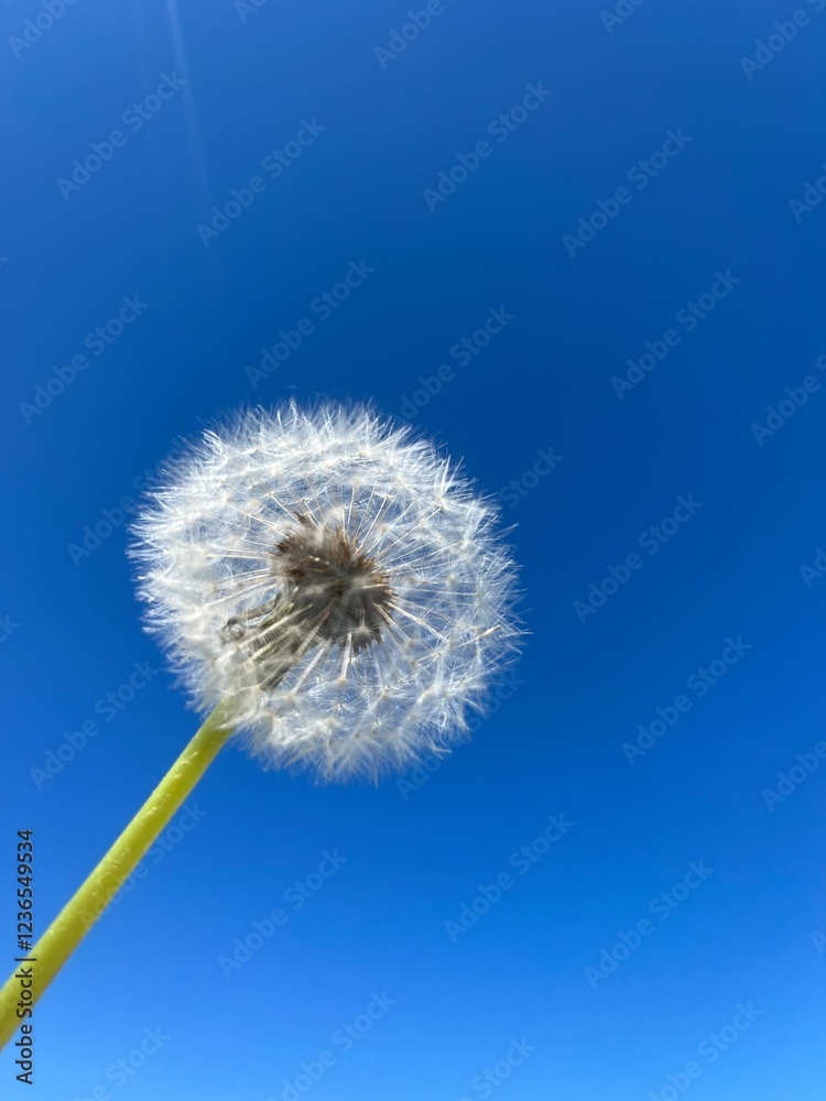 Macro shot of a dandelion puff against a bright blue sky, perfect for nature-themed projects, wellness, mindfulness, and inspirational designs. Ideal for backgrounds, banners, and social media. Macro shot of a dandelion puff against a bright blue sky, perfect for nature-themed projects, wellness, mindfulness, and inspirational designs. Ideal for backgrounds, banners, and social media.