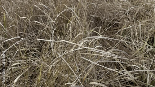 grass in the wind