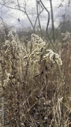 winter plants 