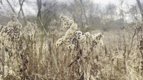 plants on the field 