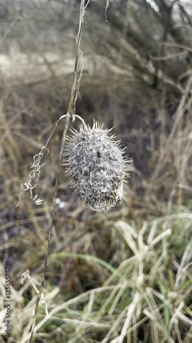 ricin dry plant 