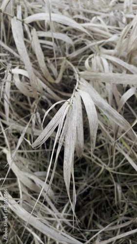 close up of a plant