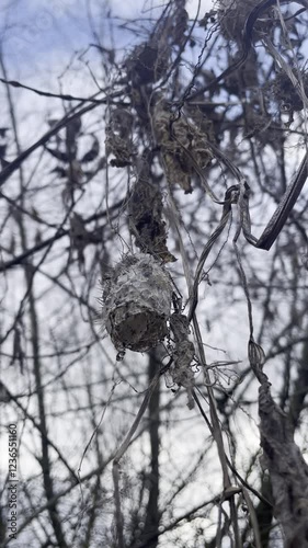 ricin dry plant 